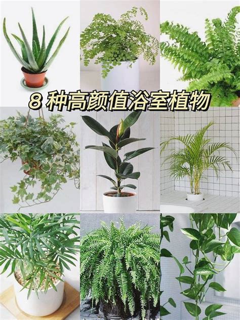 好養的室外植物|11 種好照顧的室外植物，無論新手、懶人都可考慮的。